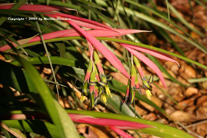 dry-shade-plant-lists-california-gardens