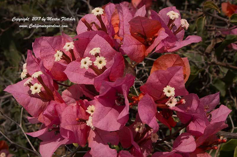 Bougainvillea Rosenka