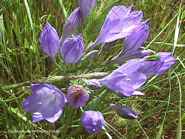 Triteleia laxa, Brodiaea laxa, Ithuriel's Spear