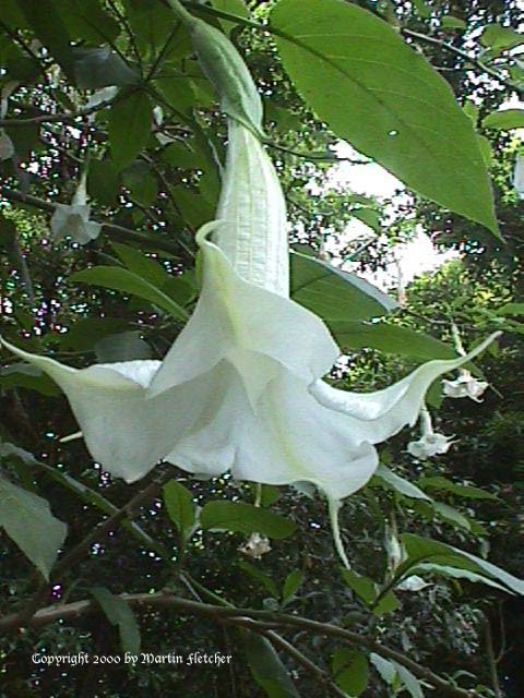 Brugmansia Candida