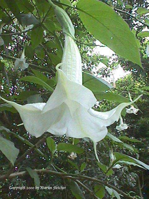 Brugmansia candida, White Trumpet Tree