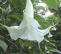 Brugmansia candida, White Angel's Trumpet Tree