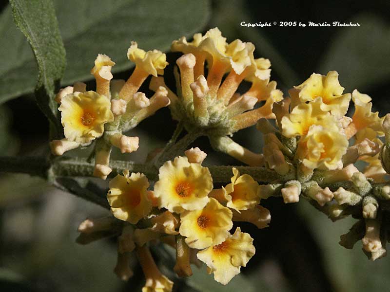 Buddleia Honeycomb, Gold Butterfly Bush