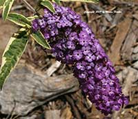 Buddleia Harlequin, Variegated Butterfly Bush