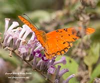 Buddleia lindleyana, Weeping Butterfly Bush