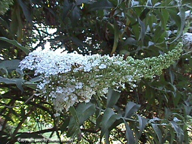 Buddleia White Profusion, White Butterfly Bush