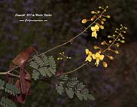 Caesalpinia californica, Vara Prieta
