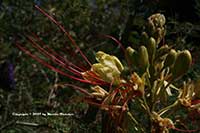 Caesalpinia gilliesii, Desert Bird of Paradise