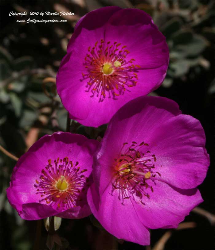 Calandrinia grandiflora, Rock Purslane