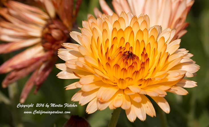 Calendula Zeolights, Pot Marigold