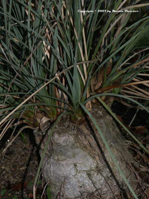 Calibanus hookeri, Mexican Boulder