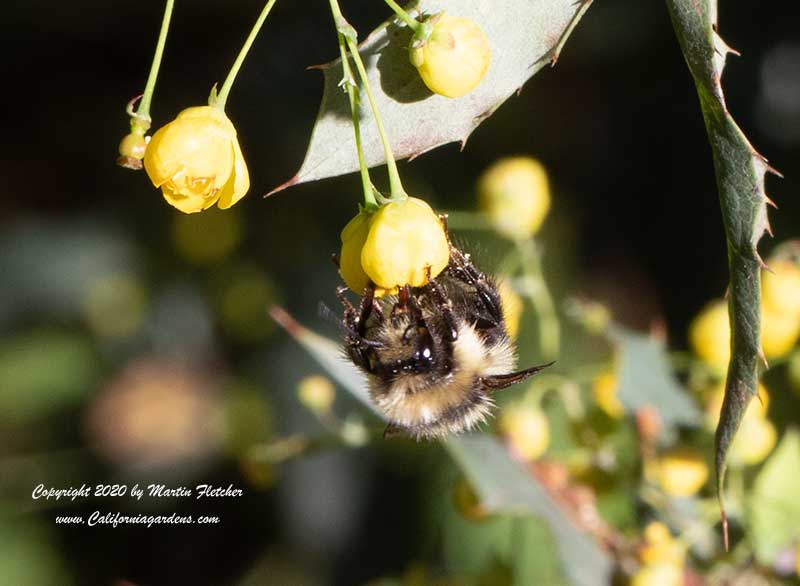 California Bumblebee, Bombus californicus