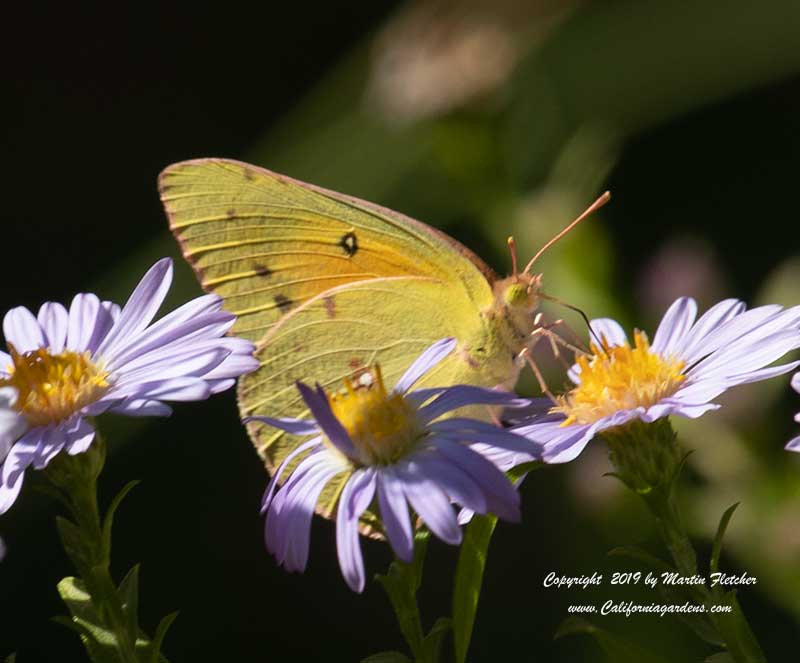 California Dogface Butterfly on Symphyotrichum chilense, Aster chilensis, California Aster