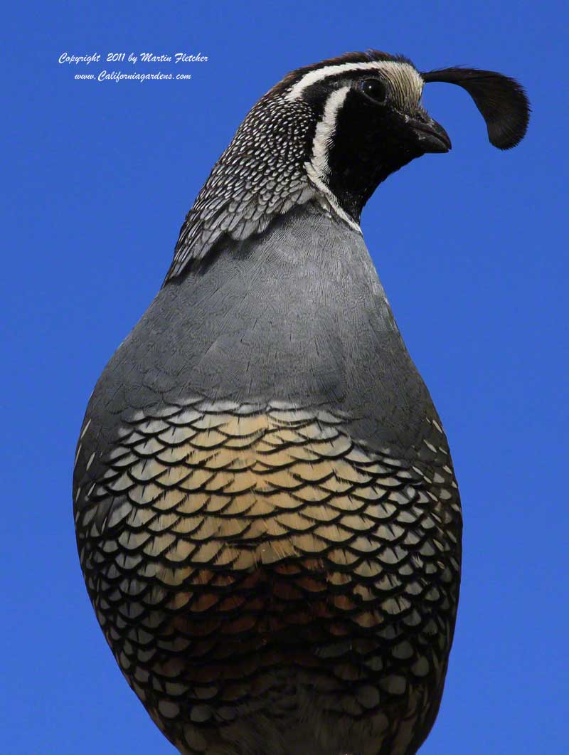 California Quail in the garden