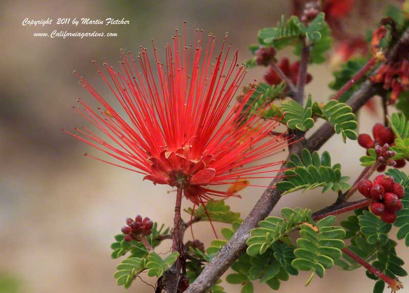 Calliandra californica, Baja Fairy Duster