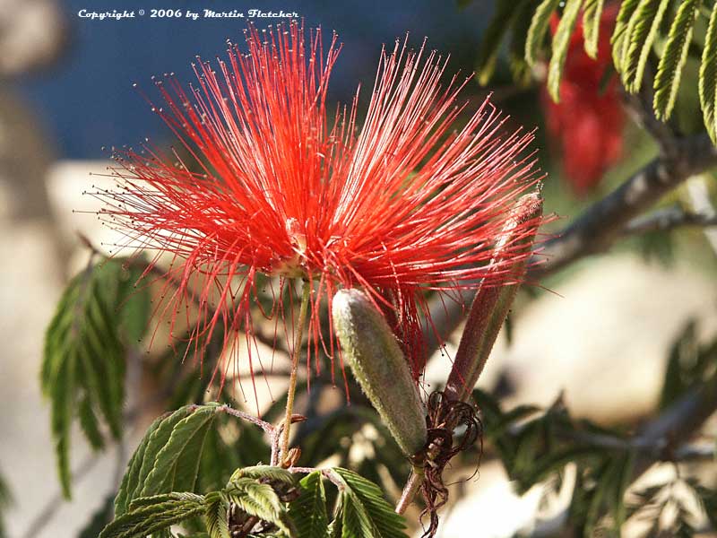 Calliandra tweedii, Red Tassel Bush