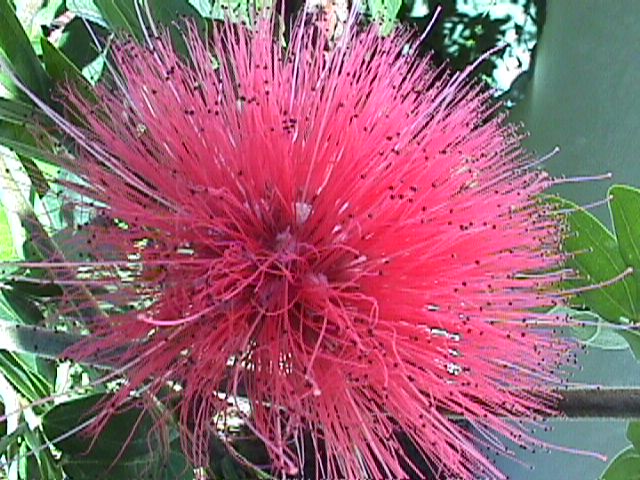 Calliandra haematocephala, Pink Powder Puff