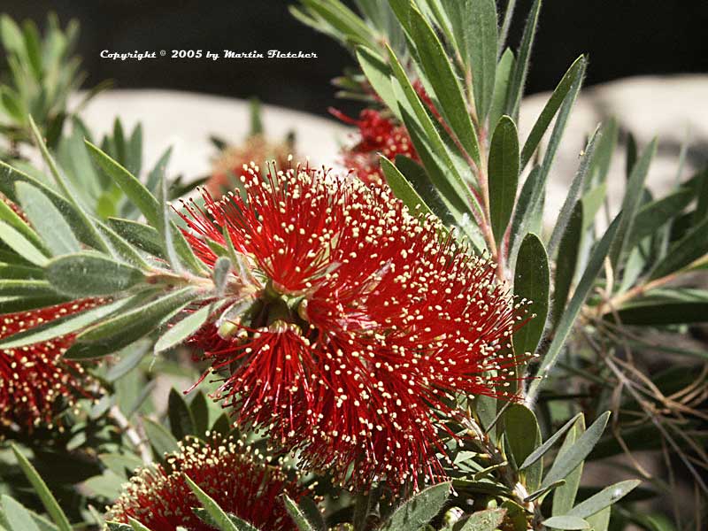 Callistemon Little John, Dwarf Bottlebrush