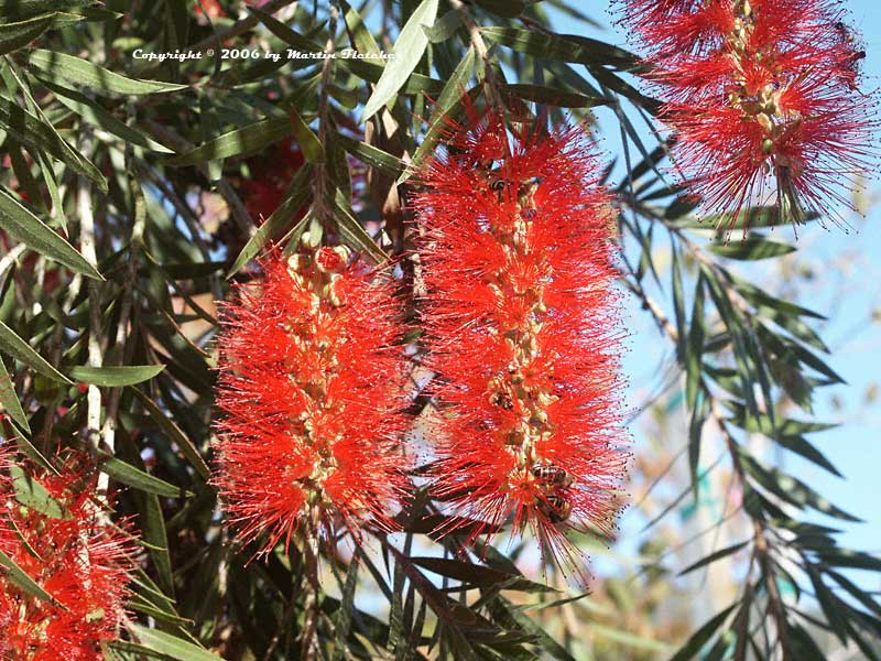 Bottle brush plant problems Idea