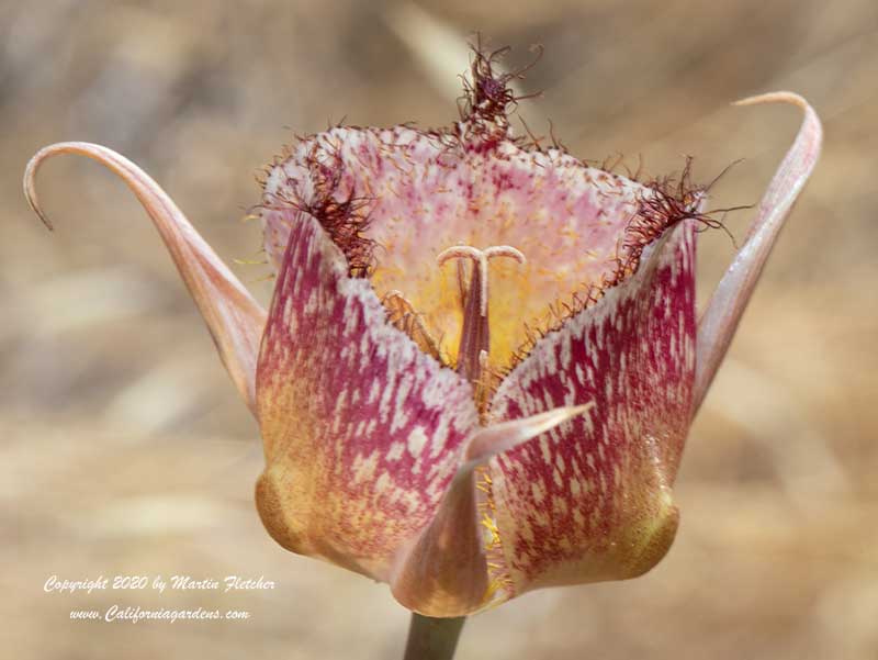 Calochortus fimbriatus, Late Blooming Mariposa Lily