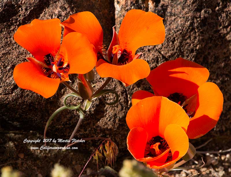 Calochortus kennedyi, Desert Mariposa Lily