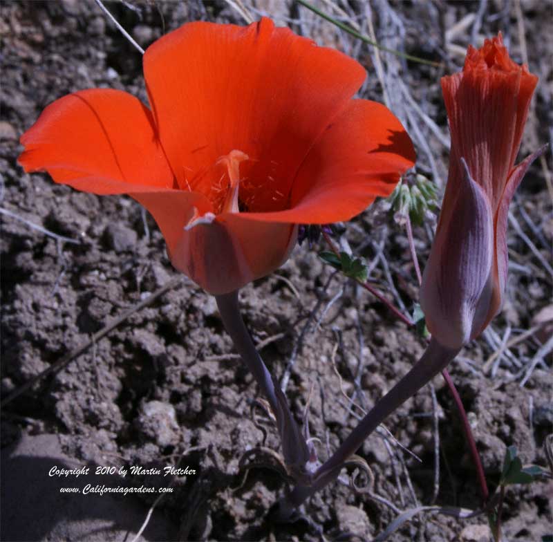 Calochortus kennedyi, Desert Mariposa Lily