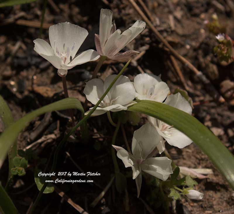 Calochortus minimus, Sierra Mariposa Lily
