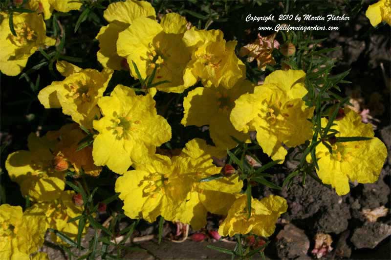 Calylophus drummondii, Texas Primrose