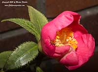 Camellia Ginyo Tsubaki