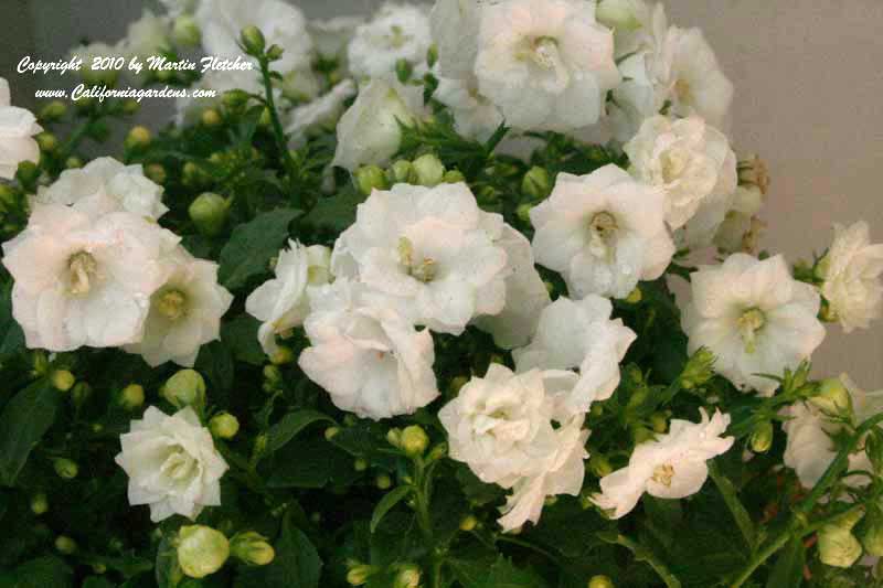Campanula haylodgensis, Haylodge Bell Flower