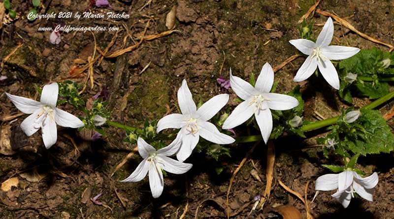 Campanula poscharskyana alba, White Serbian Bell Flower