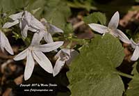 Campanula poscharskyana alba, White Serbian Bellflower