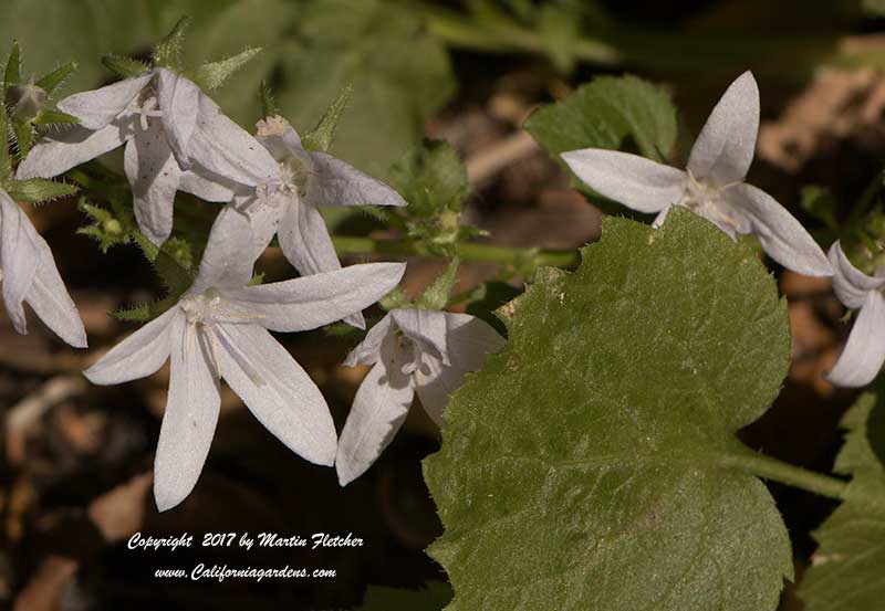 Campanula poscharskyana alba, White Serbian Bell Flower