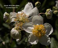 Carpenteria californica Elizabeth, California Anemone