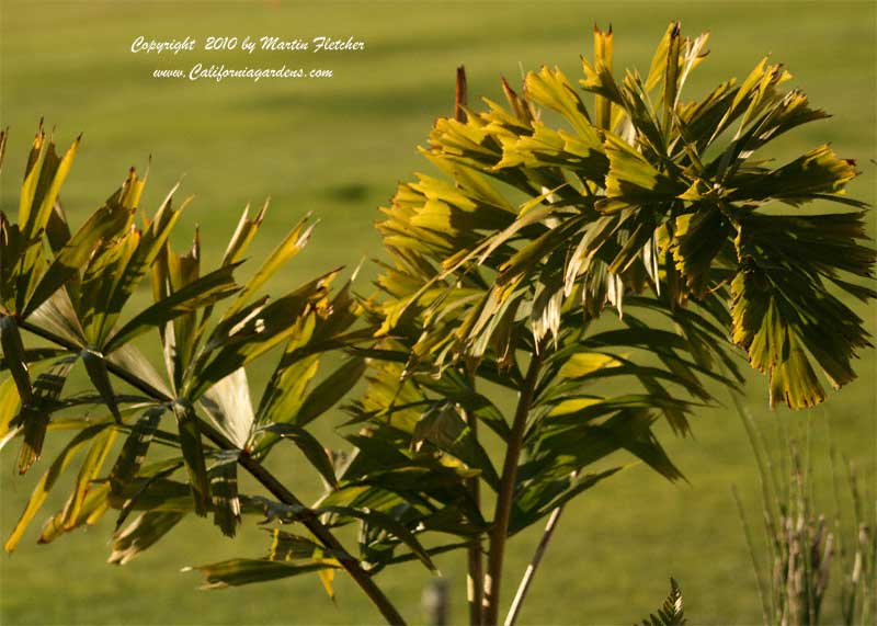 Caryota mitis, 