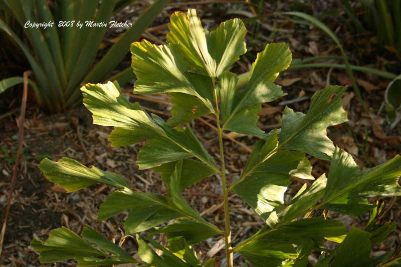 Caryota urens, Fishtail Wine Palm, Jaggery Palm