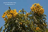 Cassia leptophylla, Gold Medallion Tree