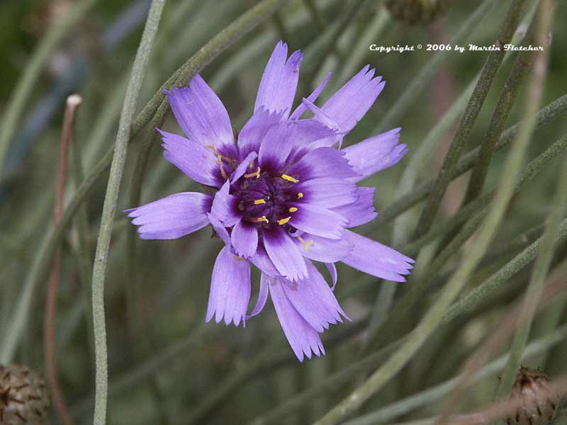 Catananche caerulea, Cupid's Dart