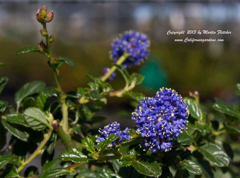 Ceanothus Joan Mirov