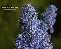 Ceanothus Tassajara Blue, Tassajara Blue California Lilac
