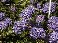 Ceanothus hearstiorum, Hearst's California Lilac