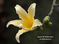 Ceiba insignis, White Floss Silk Tree