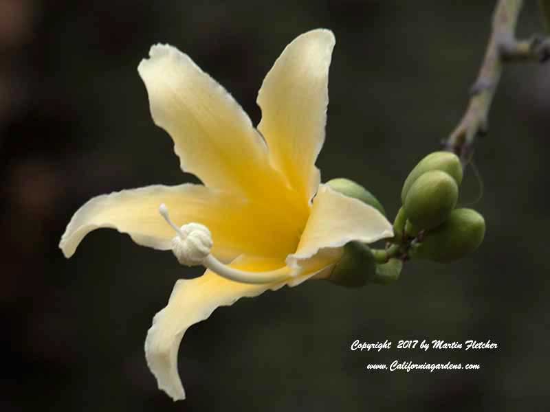Ceiba insignis, Chorisia insignis, White Floss Silk Tree
