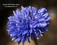 Centaurea cyanus, Bachelor Buttons