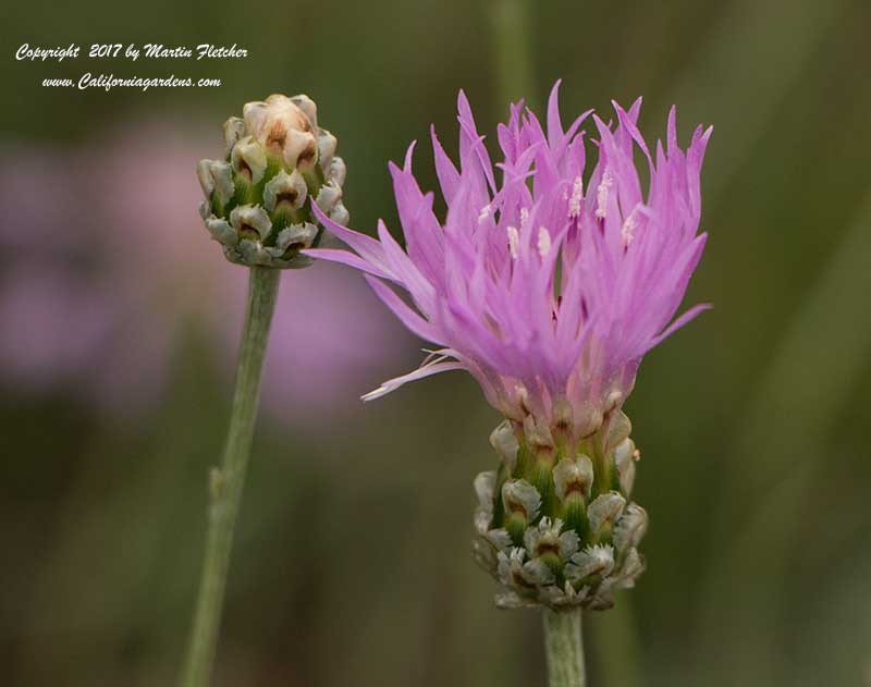 Centaurea montana, Perennial Bachelor's Button, Mountain Bluet