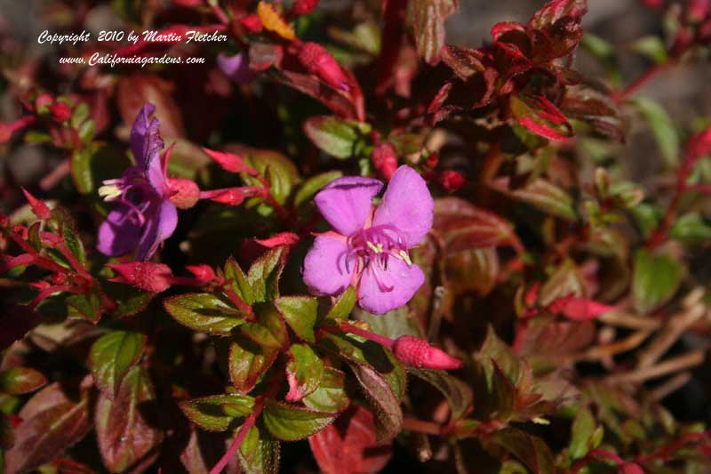 Centradenia grandifolia, Trailing Princess Flower, Spanish Shawl