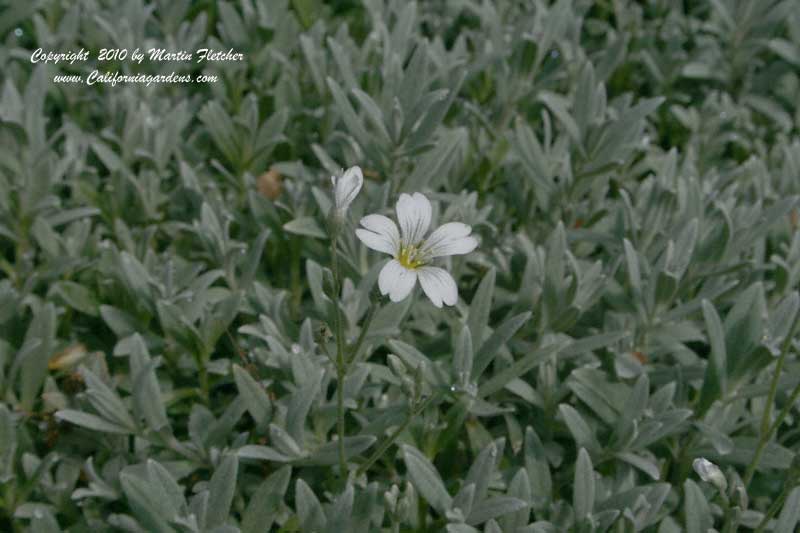 Cerastium tomentosum, Snow in Summer