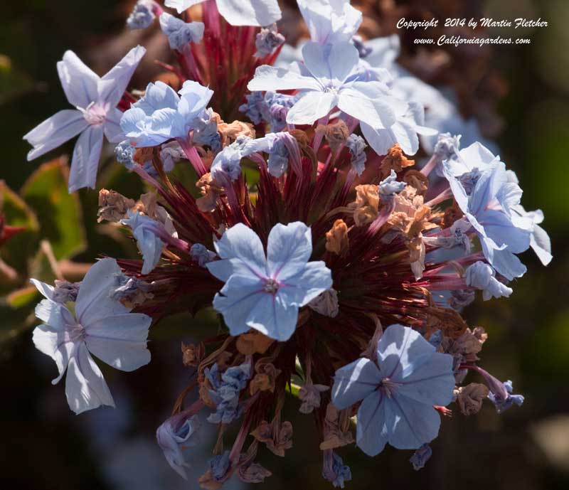 Ceratostigma willmottianum, Chinese Plumbago