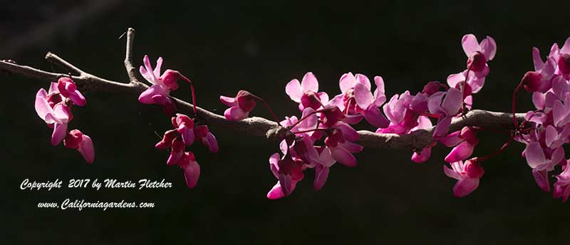 Cercis canadensis Forest Pansy, Eastern Redbud