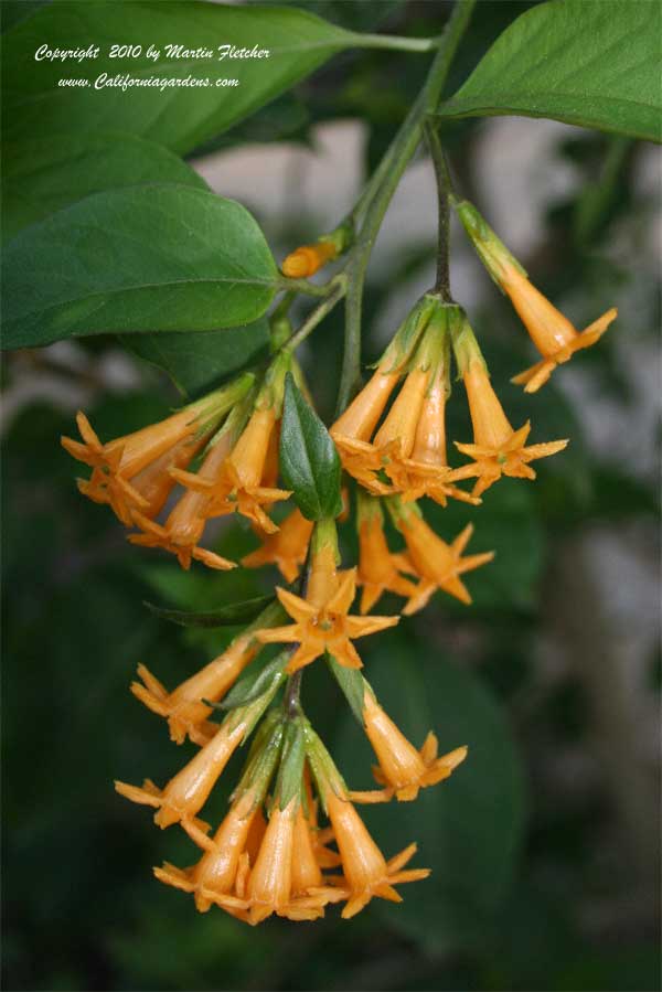 Cestrum aurantiacum, Orange Jessamine